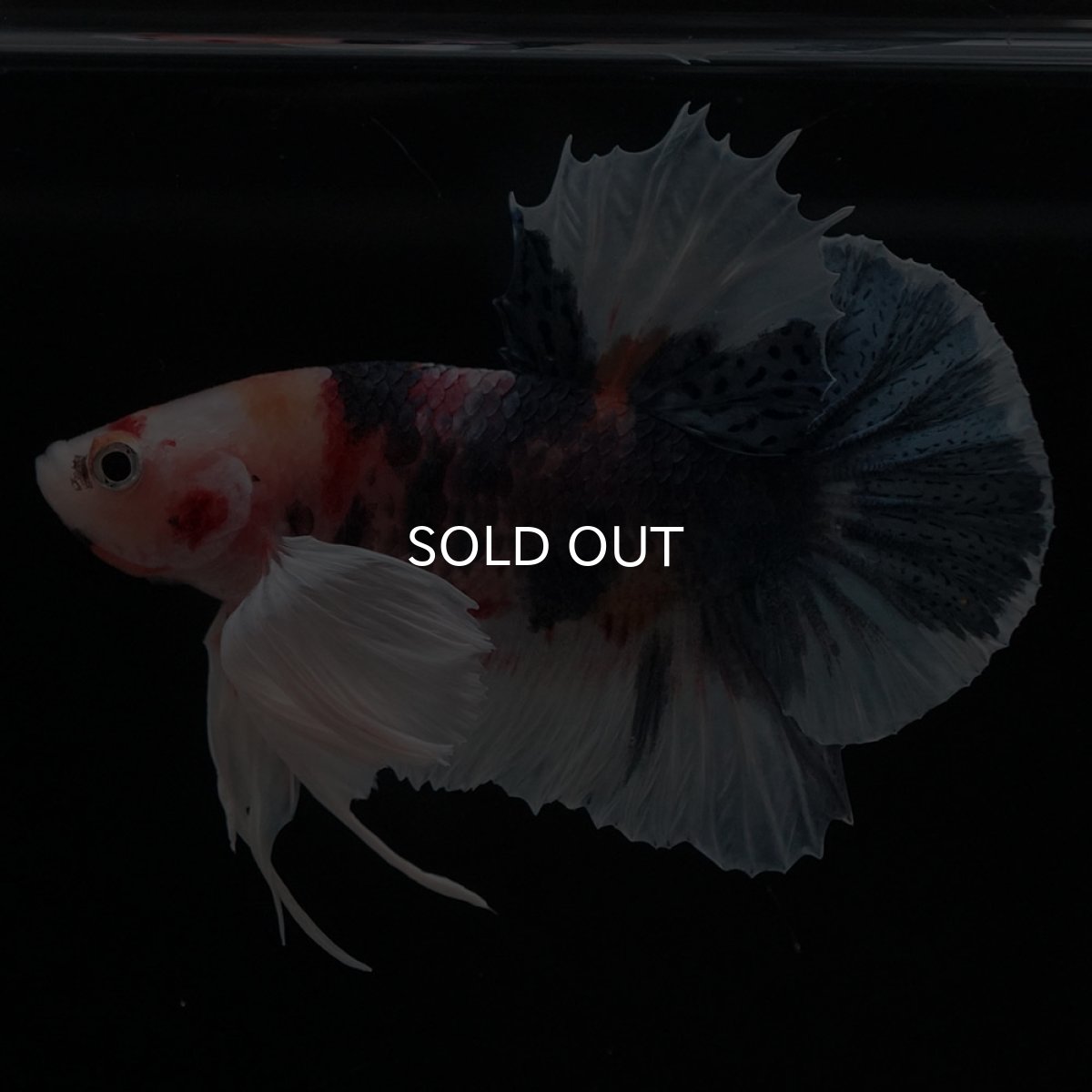 画像5: HMPKダンボ　キャンディ (5)