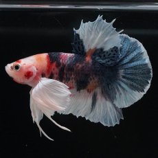 画像5: HMPKダンボ　キャンディ (5)