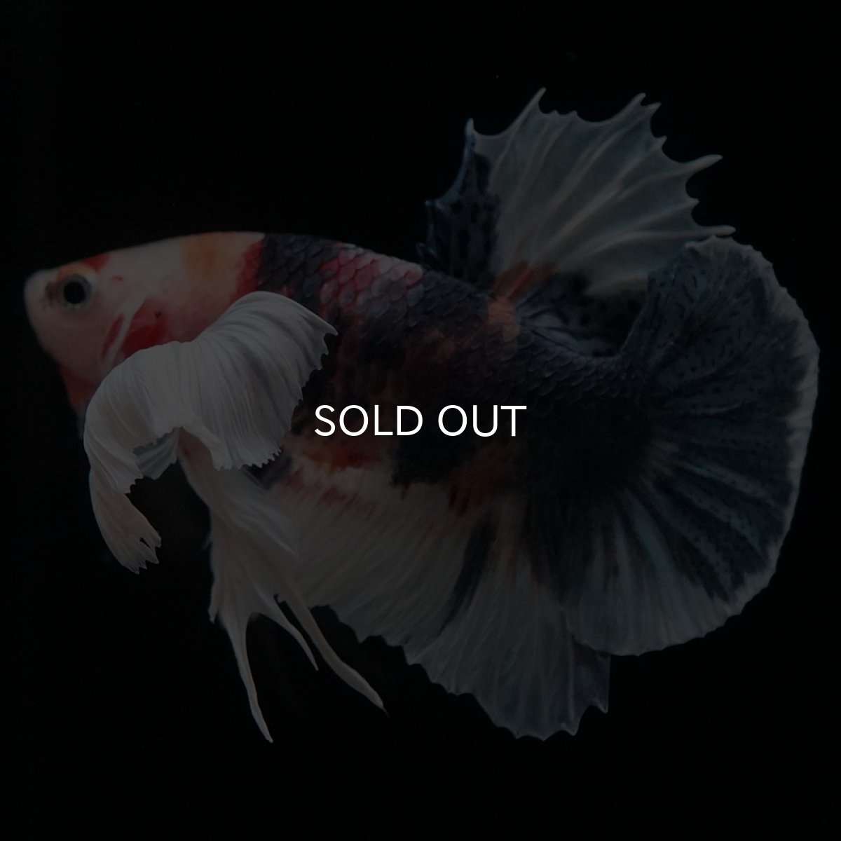 画像3: HMPKダンボ　キャンディ (3)