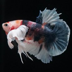 画像3: HMPKダンボ　キャンディ (3)