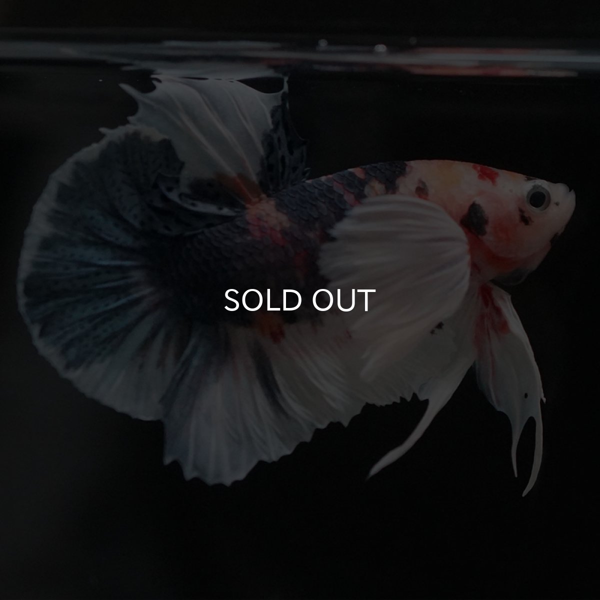 画像2: HMPKダンボ　キャンディ (2)