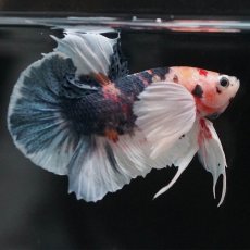 画像2: HMPKダンボ　キャンディ (2)