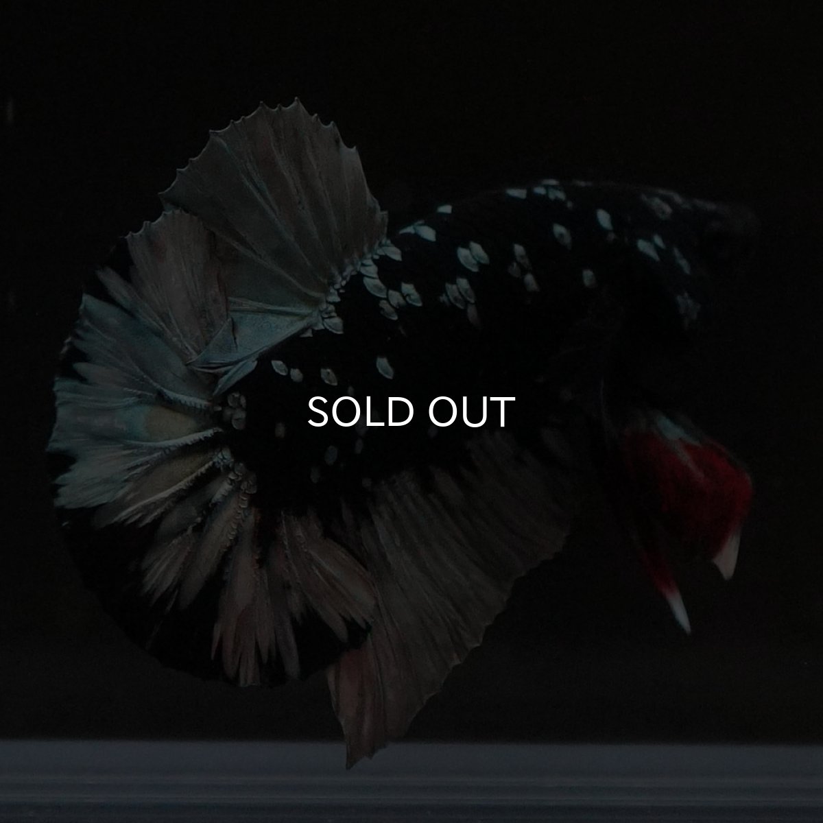 画像3: HMPK　ブラックカッパースター (3)