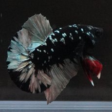 画像3: HMPK　ブラックカッパースター (3)