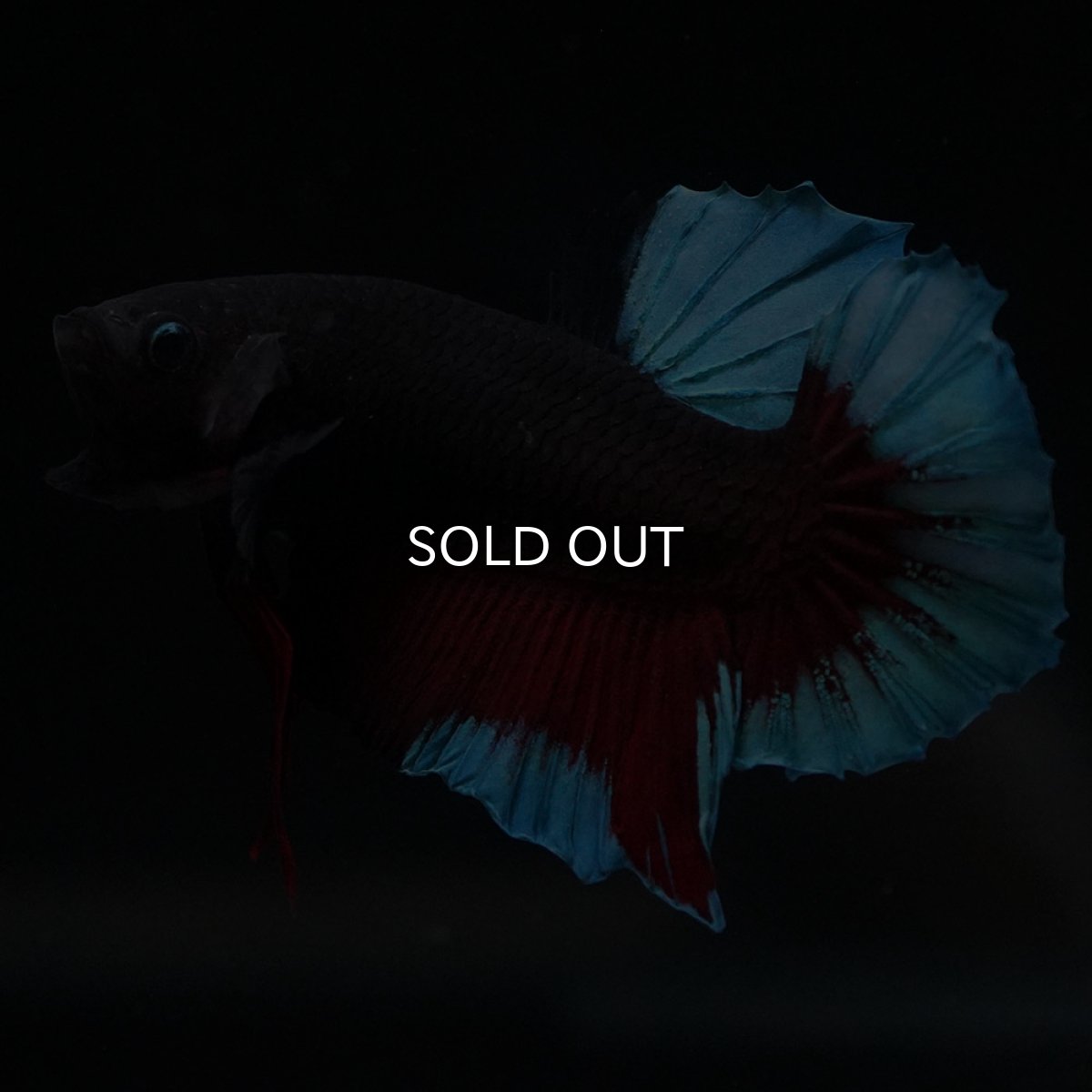 画像1: HMPK　ブルーブラック (1)