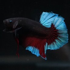 画像1: HMPK　ブルーブラック (1)