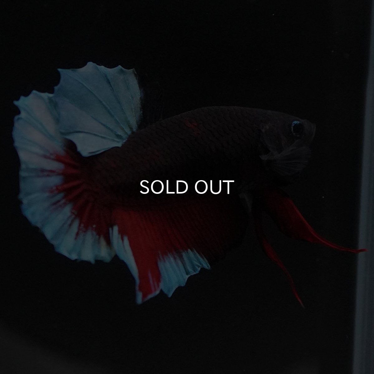 画像7: HMPK　ブルーブラック (7)