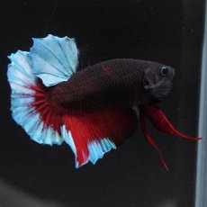 画像7: HMPK　ブルーブラック (7)