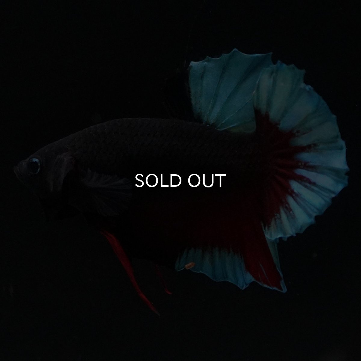 画像6: HMPK　ブルーブラック (6)