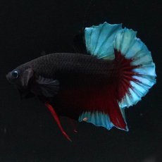 画像6: HMPK　ブルーブラック (6)