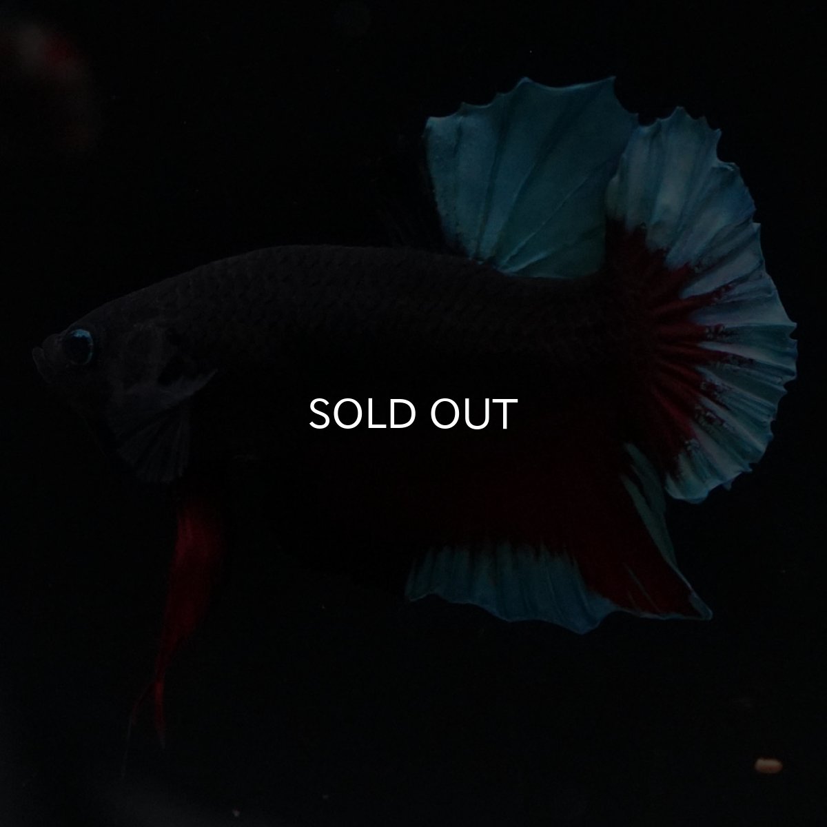 画像4: HMPK　ブルーブラック (4)