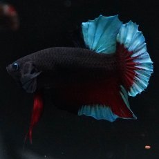 画像4: HMPK　ブルーブラック (4)