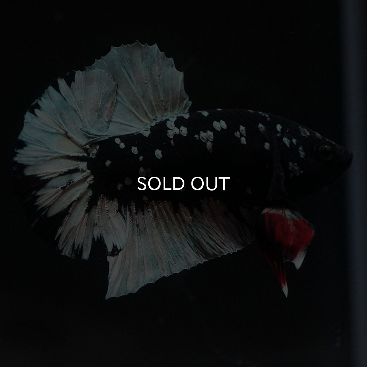 画像1: HMPK　ブラックカッパースター (1)