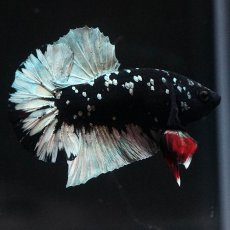 画像1: HMPK　ブラックカッパースター (1)