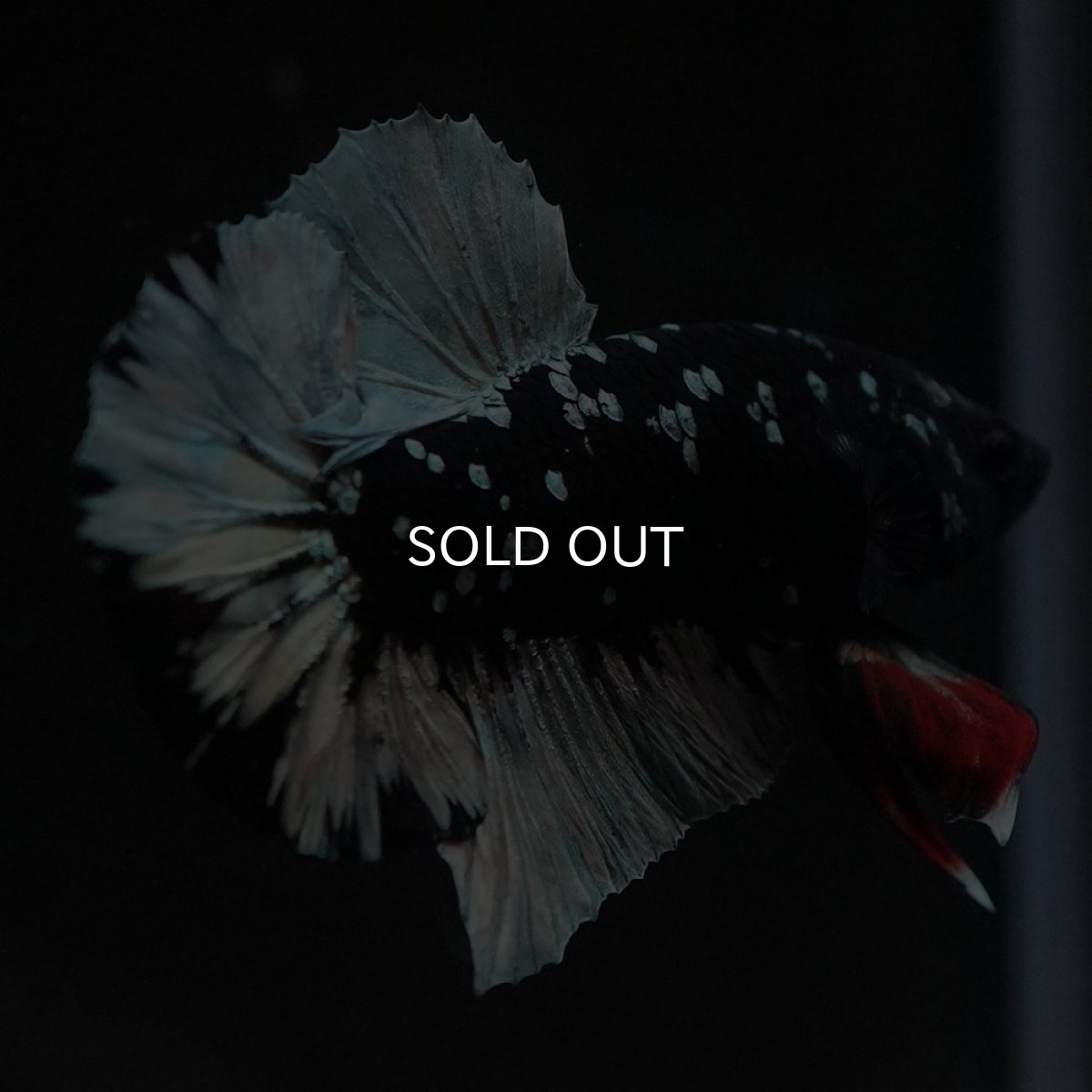 画像5: HMPK　ブラックカッパースター (5)