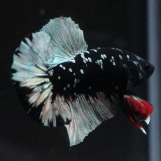 画像5: HMPK　ブラックカッパースター (5)