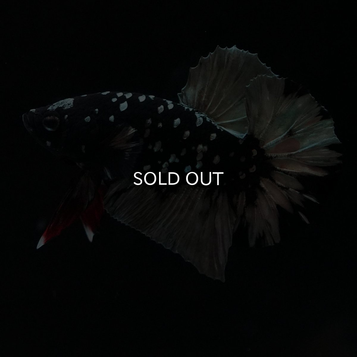 画像2: HMPK　ブラックカッパースター (2)