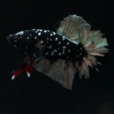 画像2: HMPK　ブラックカッパースター (2)