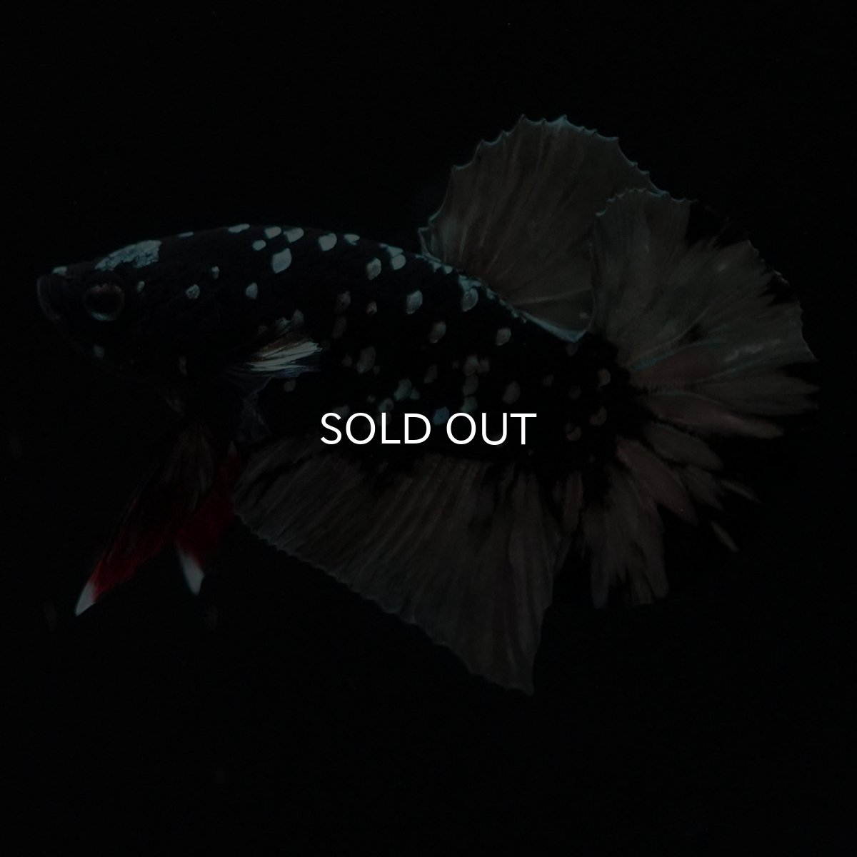 画像4: HMPK　ブラックカッパースター (4)