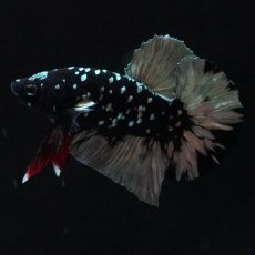 画像4: HMPK　ブラックカッパースター (4)