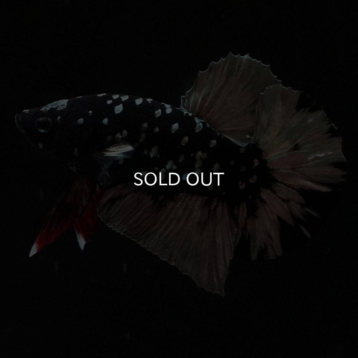 画像6: HMPK　ブラックカッパースター (6)