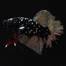 画像6: HMPK　ブラックカッパースター (6)