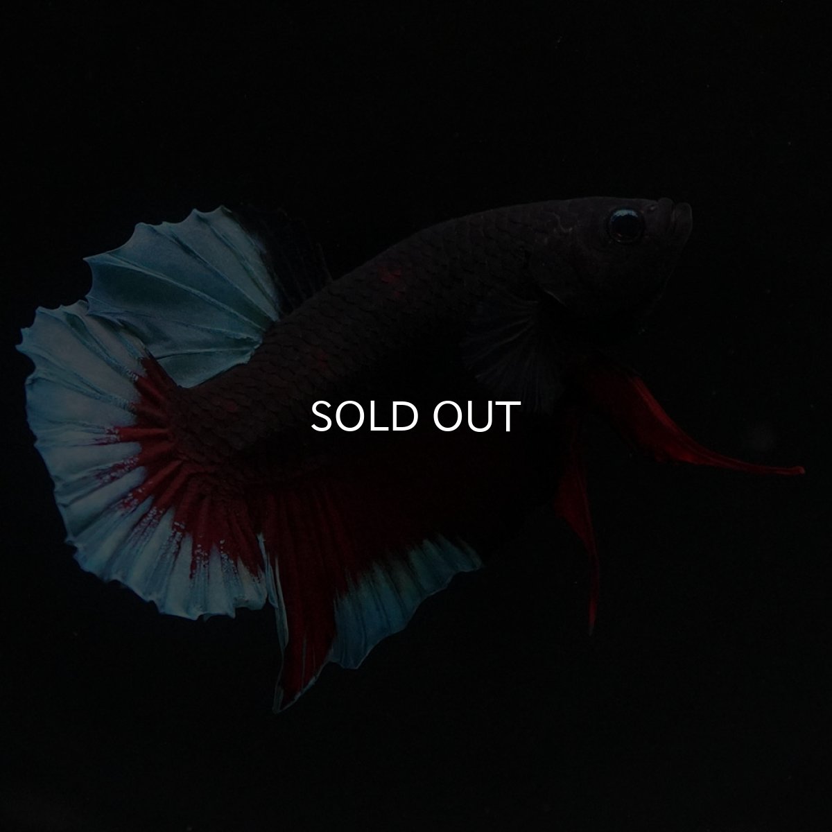 画像5: HMPK　ブルーブラック (5)