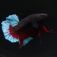 画像5: HMPK　ブルーブラック (5)