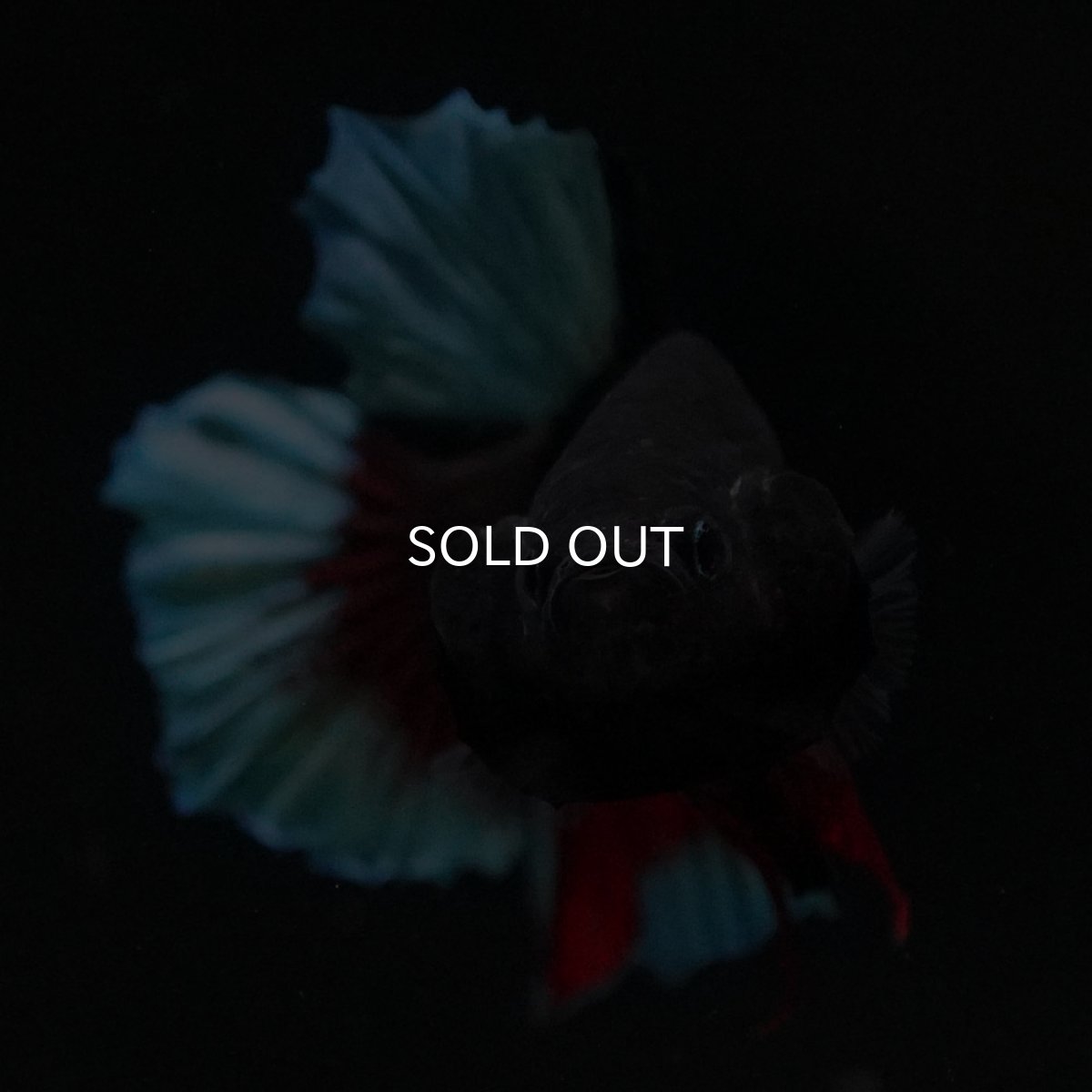 画像2: HMPK　ブルーブラック (2)