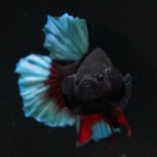 画像2: HMPK　ブルーブラック (2)