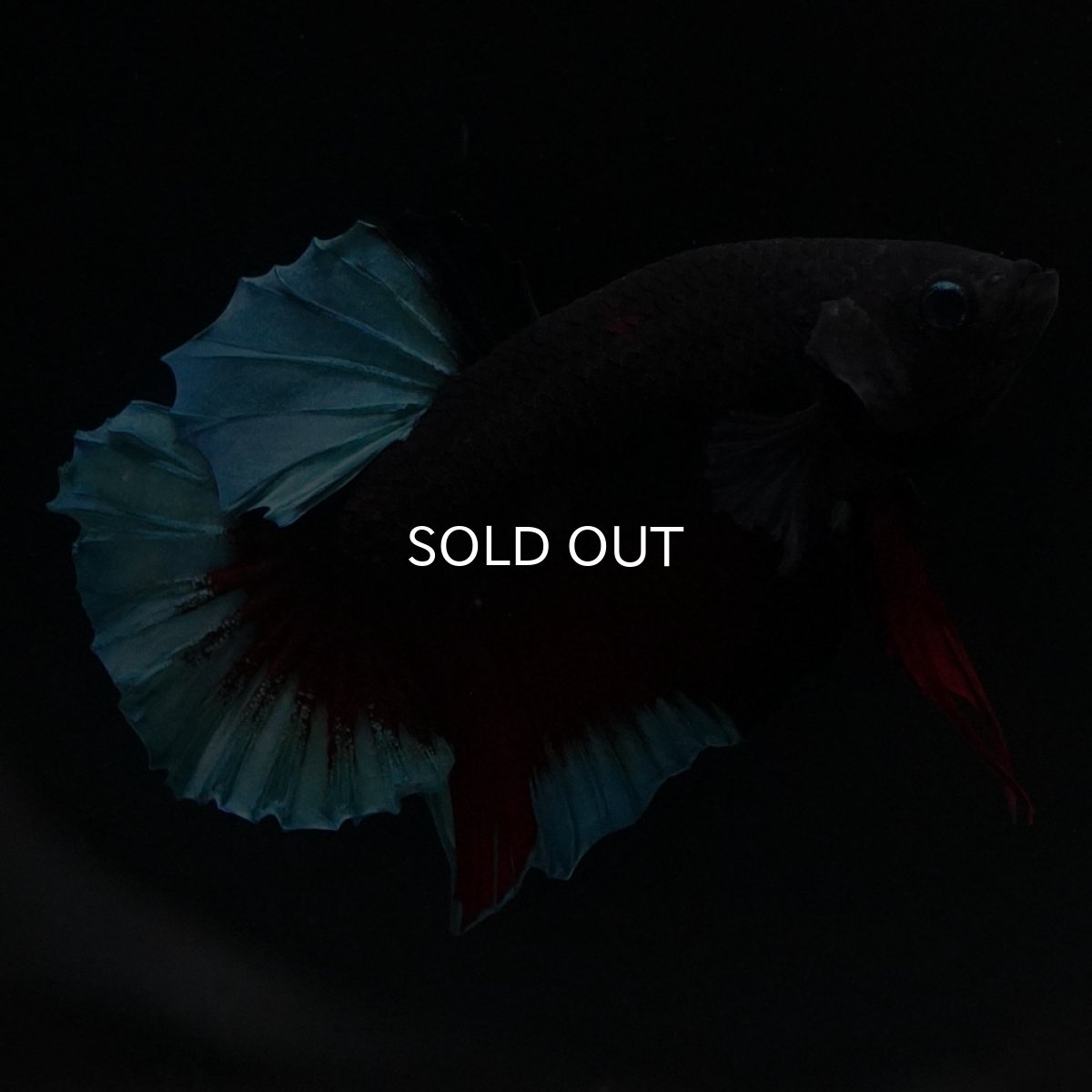 画像3: HMPK　ブルーブラック (3)