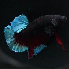 画像3: HMPK　ブルーブラック (3)