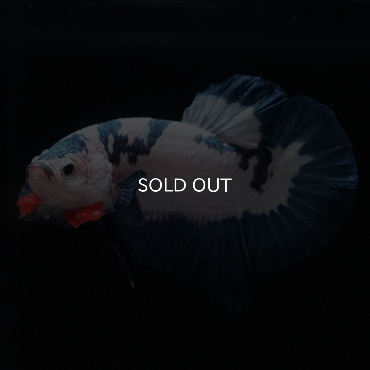 画像6: HMPK　ホワイトブルーマーブル (6)