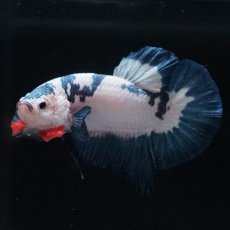 画像6: HMPK　ホワイトブルーマーブル (6)