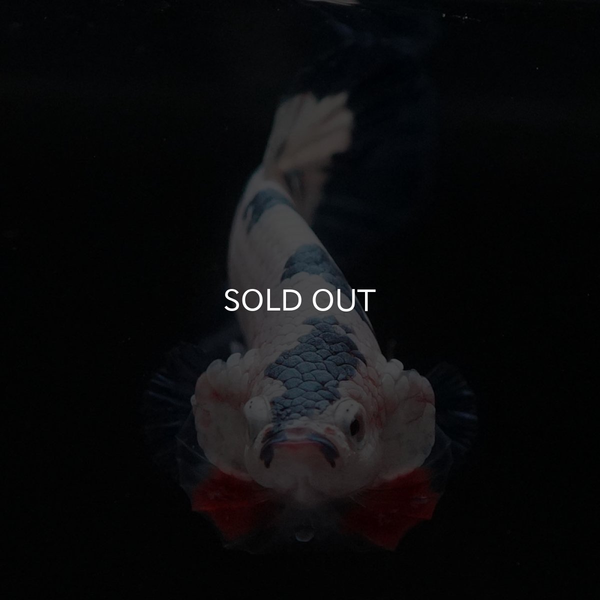 画像2: HMPK　ホワイトブルーマーブル (2)