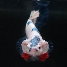 画像2: HMPK　ホワイトブルーマーブル (2)