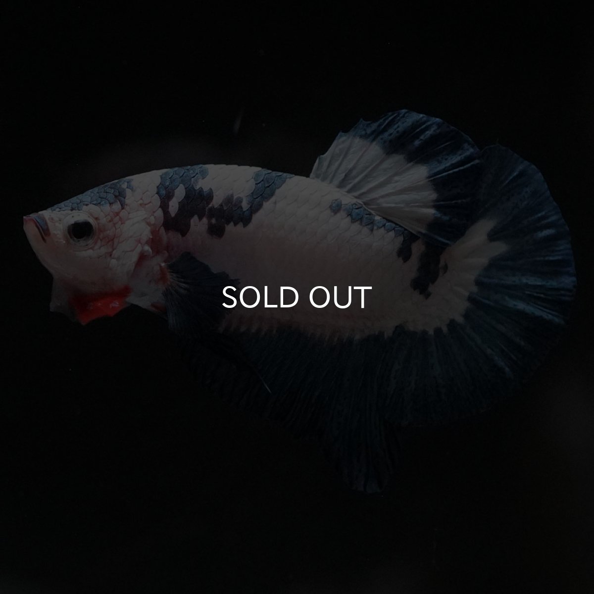 画像1: HMPK　ホワイトブルーマーブル (1)