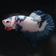 画像1: HMPK　ホワイトブルーマーブル (1)