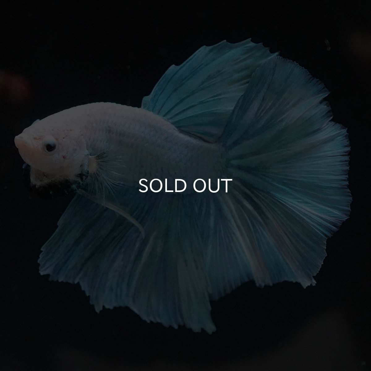 画像6: HM　ファンシー (6)