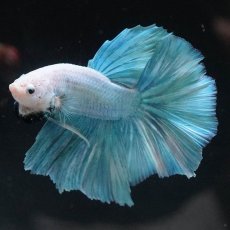 画像6: HM　ファンシー (6)