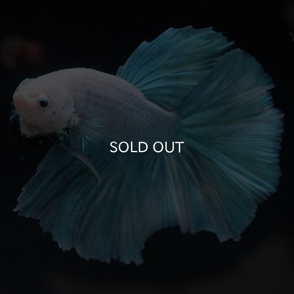 画像2: HM　ファンシー (2)