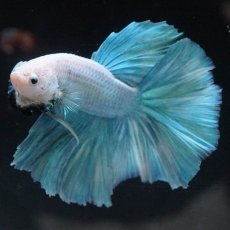 画像2: HM　ファンシー (2)