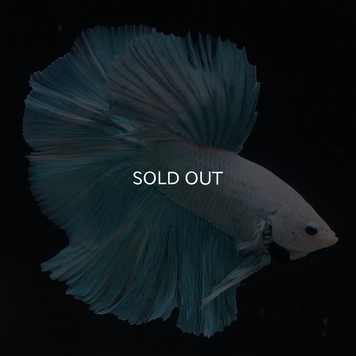 画像1: HM　ファンシー (1)