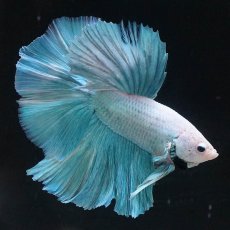 画像1: HM　ファンシー (1)