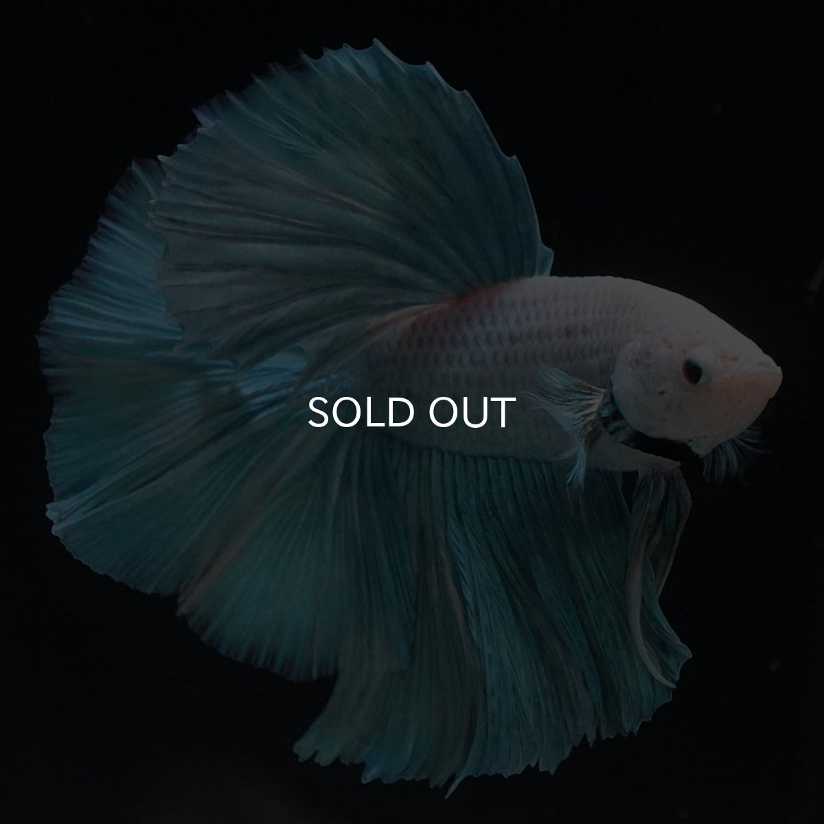 画像5: HM　ファンシー (5)