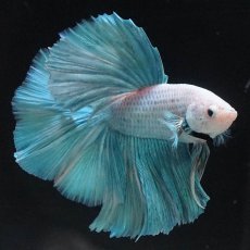 画像5: HM　ファンシー (5)