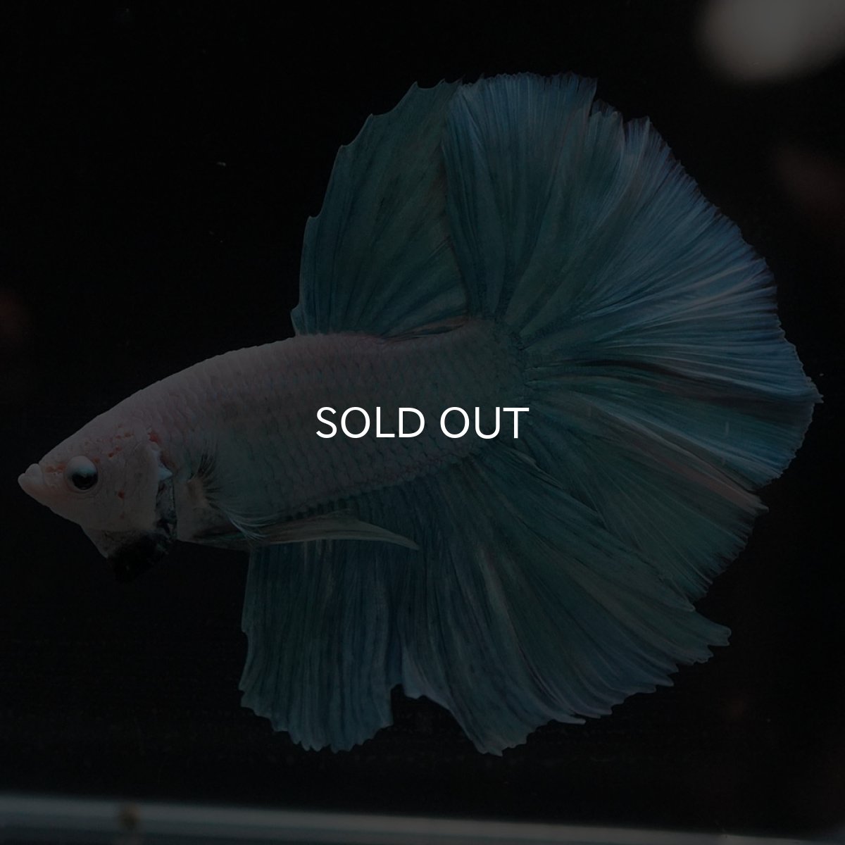 画像4: HM　ファンシー (4)