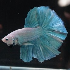 画像4: HM　ファンシー (4)