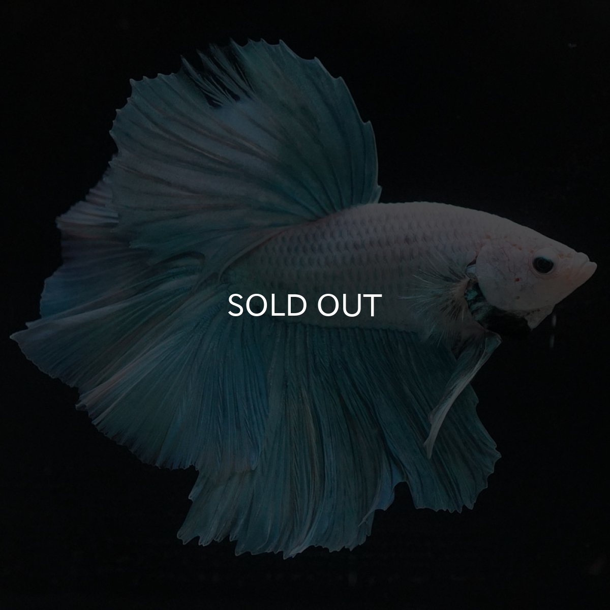 画像3: HM　ファンシー (3)