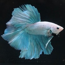 画像3: HM　ファンシー (3)